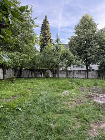 Foto treephoto-cjnwg7wlaaz1w2nf6a1lohpm.jpeg