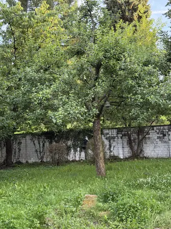 Foto treephoto-my79qksds02ori8owdt6yxlb.jpeg