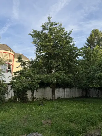 Foto treephoto-n4e2dd4qwksz7gj7frbz0o7v.jpeg
