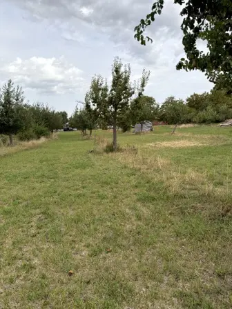 Foto treephoto-pcdvb7zv4u8ptfnnnrwdynvh.jpeg