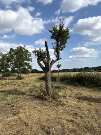 Foto treephoto-f5pmrugrmkdgqml63bo4x3wq.jpeg