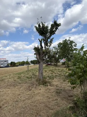 Foto treephoto-gu7y5ammwoq3obfchhndhfmt.jpeg