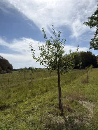 Foto treephoto-ph8lwjhmkz81q8n4j94zsk5h.jpeg