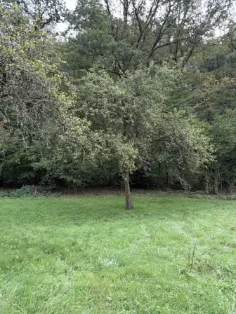 Foto treephoto-gfb7yds1ayfxh7qzh9aptg3m.jpeg