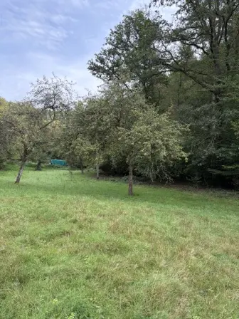 Foto treephoto-z0jc33gboi52831jxxklx7fi.jpeg