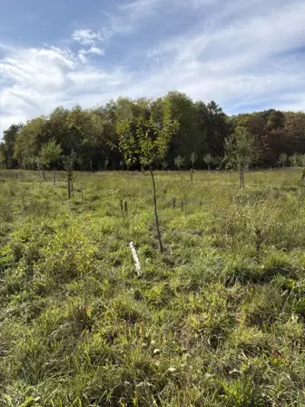 Foto treephoto-b0xvbvv1u41zg8uqv32b1tmk.jpeg