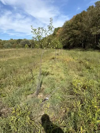 Foto treephoto-f8ko8q1eg9j9ldjdlu9stq5l.jpeg