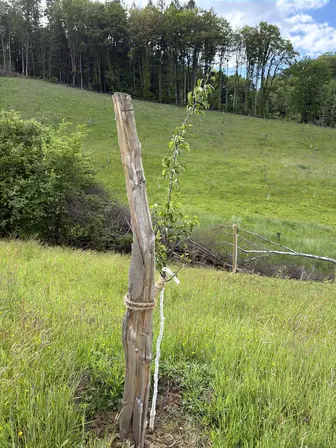 Foto treephoto-aag9ymbozxm11gf3qa7olqa0.jpeg
