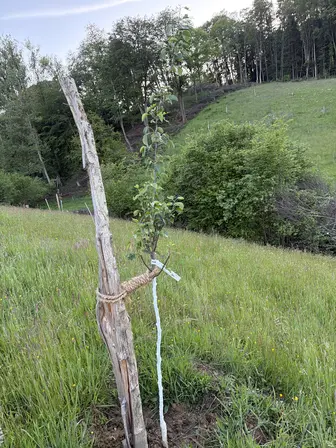 Foto treephoto-iubtkenuni9yf3bzxylwxo6w.jpeg