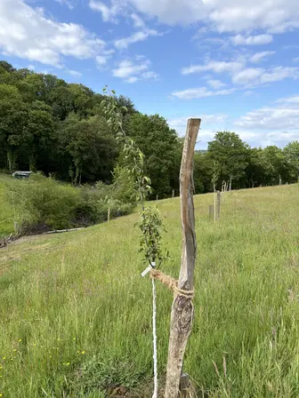 Foto treephoto-l5l9ogkmgmwuz1pz211e0jw3.jpeg