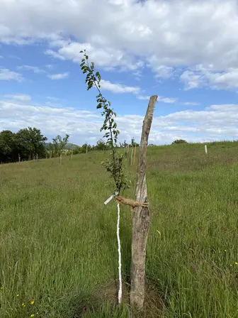 Foto treephoto-nark3z5l7tb1flcrbedmfs6m.jpeg