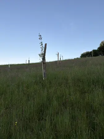 Foto treephoto-o1xc9y9i5uqgrk51yp65oui6.jpeg