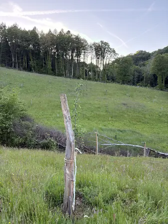 Foto treephoto-xseeo64su2jh3uz3hbdixw0n.jpeg
