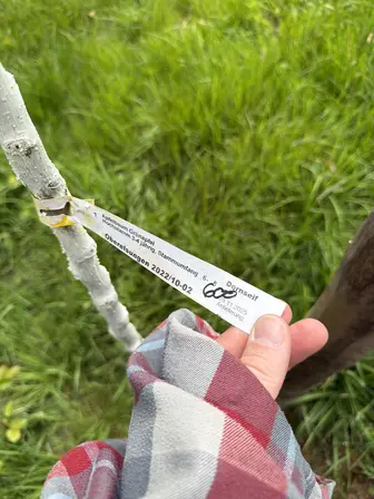 Foto treephoto-eqkp25p04h3dmpv1jwe8rik9.jpeg