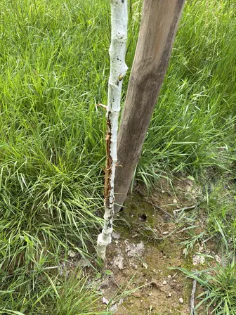 Foto treephoto-l3hdmoo54krkmrs5ygw6zvy8.jpeg