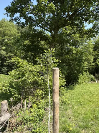 Foto treephoto-m737d48i9b436hjafmiysxxt.jpeg