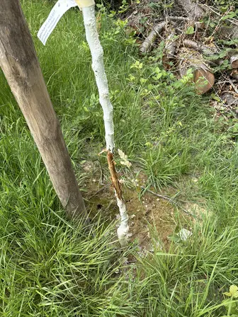 Foto treephoto-opn6zclzue2i4r9wg5ahpqhy.jpeg