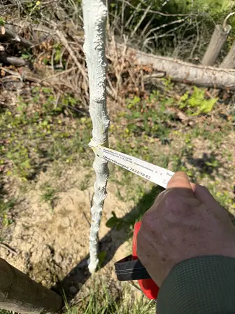 Foto treephoto-pmef0eirmmcquj9hiiko5vru.jpeg