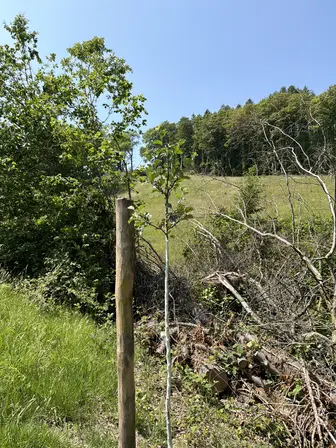 Foto treephoto-taiu0mu0jkoobtejez59c3sx.jpeg