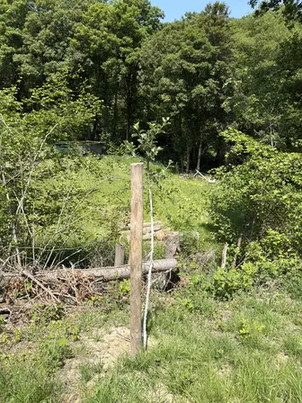 Foto treephoto-wy40wgmq35wbecu0z3s1kcob.jpeg