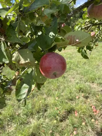 Foto treephoto-f0ylsmh92fuciq27w2qjec1p.jpeg