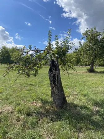 Foto treephoto-g1ph900kdjlbfv7pnjkgxzda.jpeg