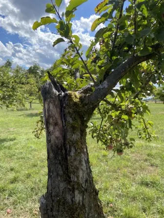 Foto treephoto-jsltzc7e2805wix8fuqzzpvf.jpeg