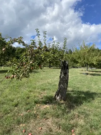 Foto treephoto-r38x1ekr4dfl4em1dxlrsi42.jpeg