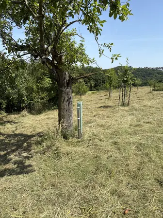 Foto treephoto-dz6n9vsgp1ogipv5e56ds623.jpeg
