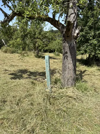 Foto treephoto-eb4z96d9obnj0aymoj0y3695.jpeg