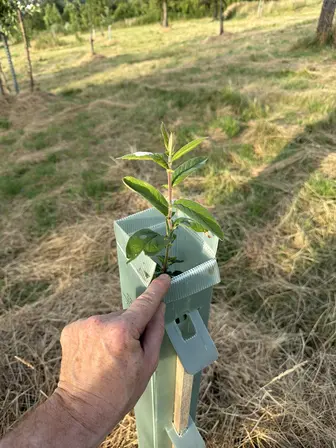 Foto treephoto-ljv1tddps0xnag4a0q4lcdww.jpeg
