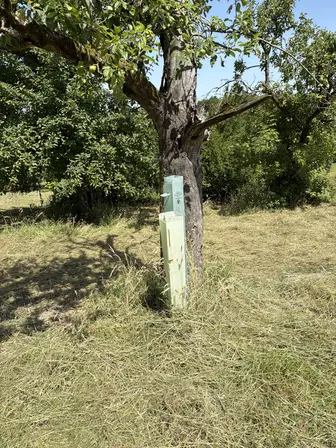Foto treephoto-o62tbiinya6qlhzpe2i7qpx3.jpeg