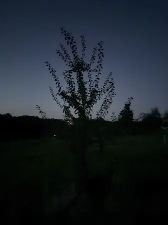 Foto treephoto-ep2k5qngn49n47if36g6vkxw.jpeg