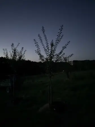 Foto treephoto-l5o0y4mzbivkhax96e3noy13.jpeg