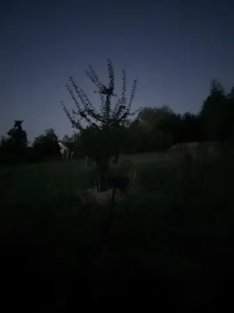 Foto treephoto-lkdm4oe4wbwpimkeqtb2yxul.jpeg