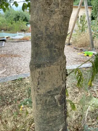 Foto treephoto-e7opwu5jhqtipvvke49zicdl.jpeg