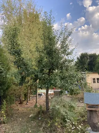 Foto treephoto-hfmsh5k28o1pd8mgkl0ez86x.jpeg