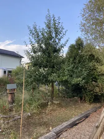 Foto treephoto-tx4x331ezaprrdgdqgfh4gbm.jpeg