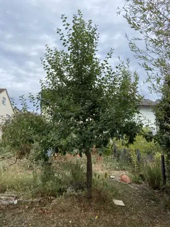 Foto treephoto-vhzoedn3w9ye0zagmfs80mbw.jpeg