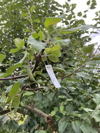 Foto treephoto-w6kp7cbwb7vv7iycwug2daof.jpeg