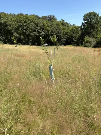 Foto treephoto-ax7214ant744xd01oippaiir.jpeg