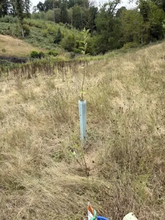 Foto treephoto-ci27il6kyuxlrg95wcdyja34.jpeg