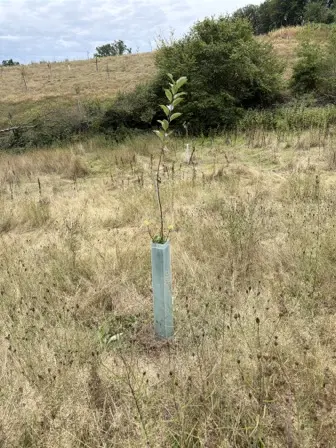 Foto treephoto-qsci6hfsn1iz8swakevahbhr.jpeg