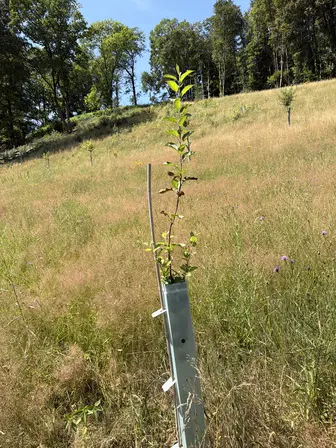 Foto treephoto-qshnwh19nzaxxvdj681n98r9.jpeg
