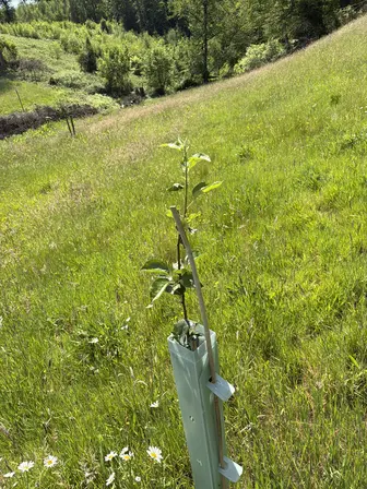Foto treephoto-r97jqyms755gzyoox7xvloim.jpeg