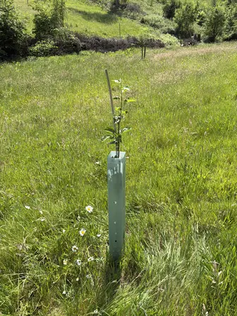 Foto treephoto-umrwwhse250lhg380sy9e47h.jpeg