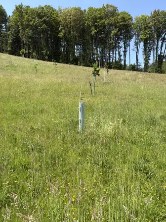 Foto treephoto-vnu2ymfsfoovacwtzauav8lc.jpeg