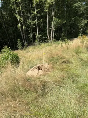 Foto treephoto-d4uaw9j8bqksm48k69b1al0d.jpeg