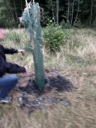 Foto treephoto-hen9lawishaflutdkgretrsh.jpeg