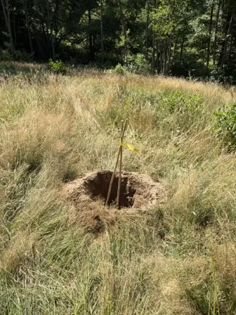 Foto treephoto-m9ji1ej4837s5iz7dxsfhme7.jpeg